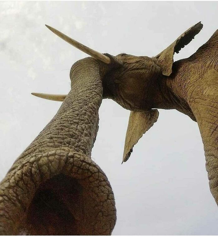 An Elephant Trunk Seen From Below