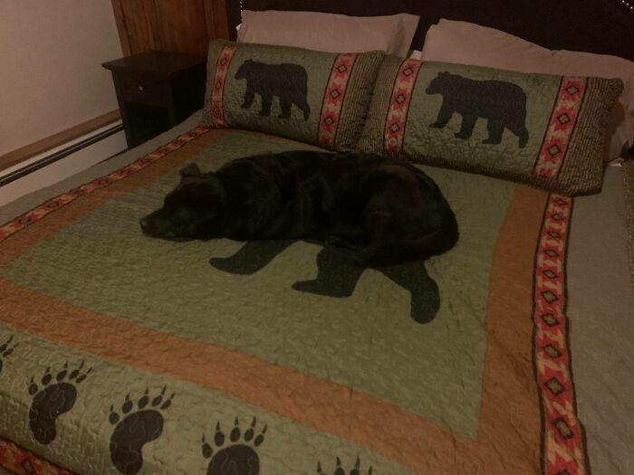 Dog On Bear Blanket