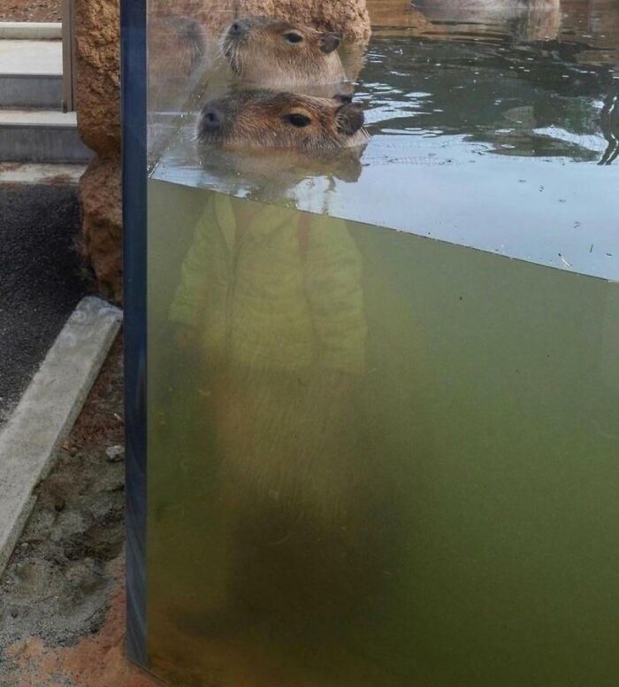 Capybara Looks Like It’s Wearing Clothes Due To Reflection