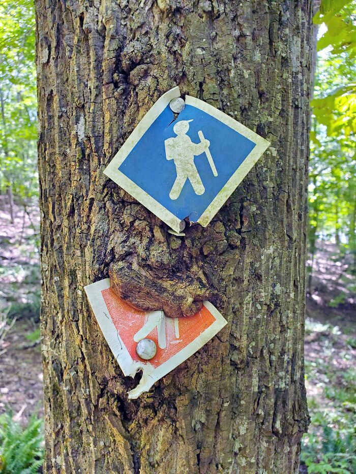 Tree Sucking On The Silhouette Of A Hiker