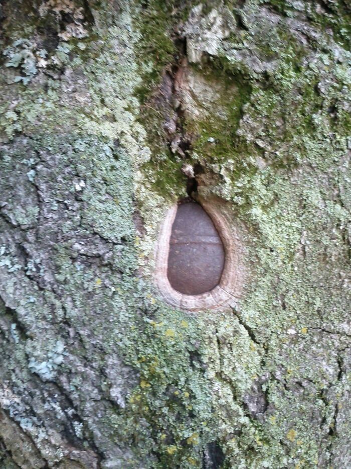 A Tree In Front Of My Parent's House Grew Around An Old Hand Grenade