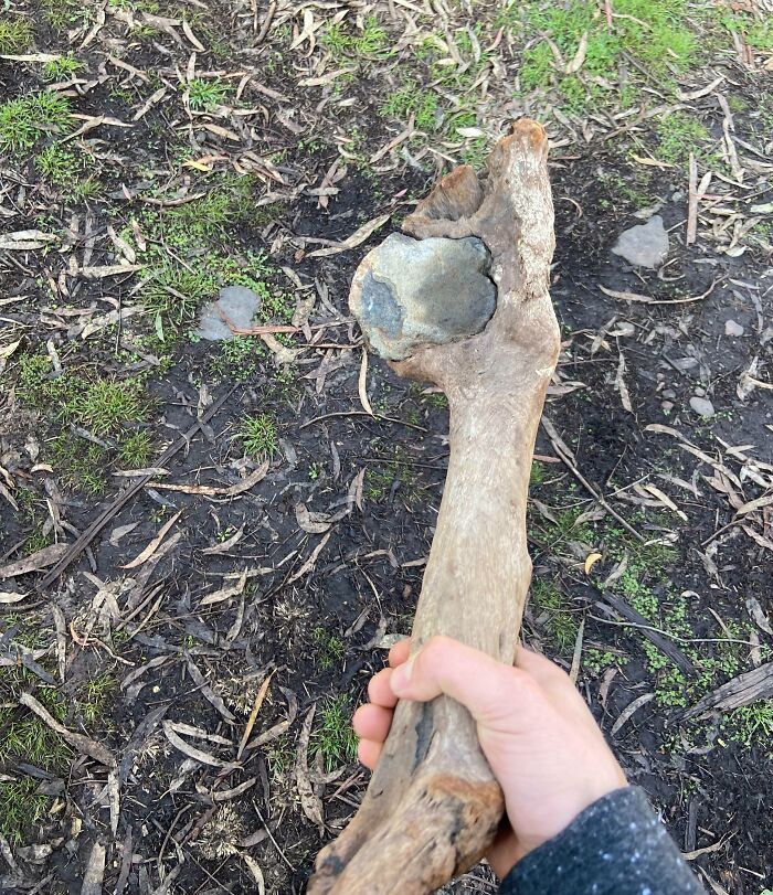 Tree Grew Into This Rock And Made A Natural Pickaxe