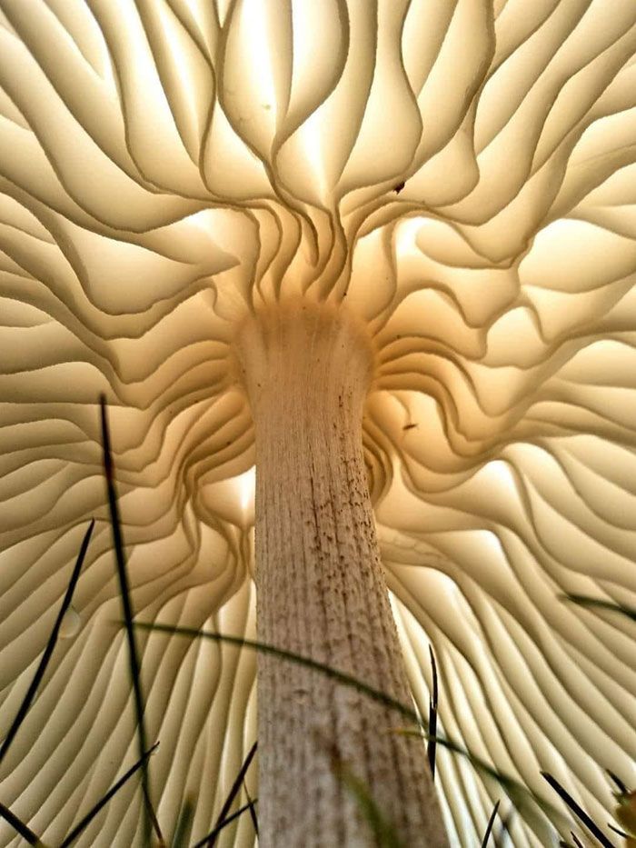 Under A Mushroom Cap