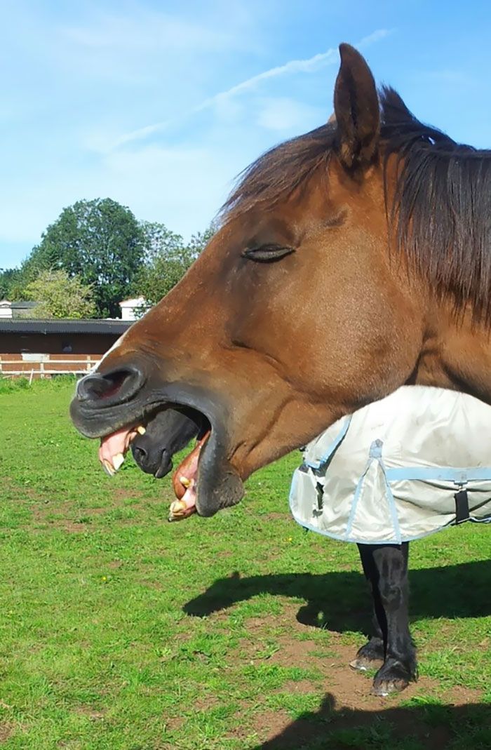 Was Taking A Picture Of My Horse Yawning And Suddenly... Xenomorph Horse