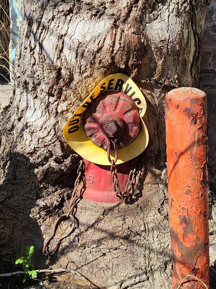 Found At The Abandoned Detroit Packard Plant, A Tree Consuming A Fire Hydrant