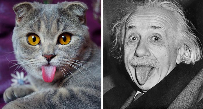 10 Cats With Their Celebrity Doppelgangers Will Crack You Up