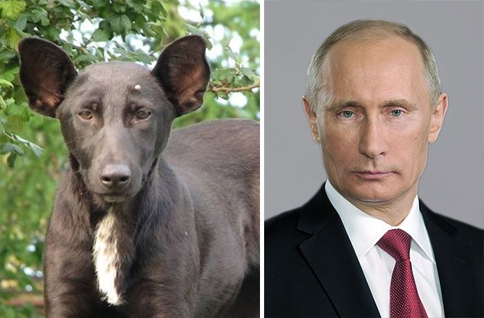 21 Hilarious Doppelganger Dogs Of Famous Celebrities