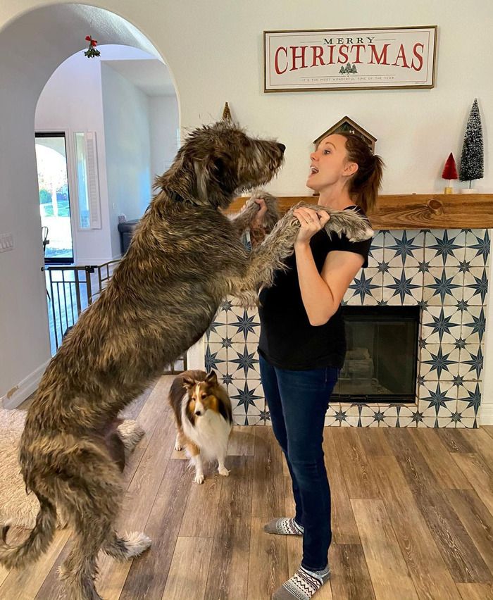 40 Dogs Who Have No Idea How HUGE They Are