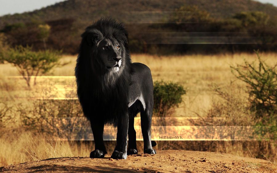 5 Rare Lions In The World You Probably Don’t Know Exist