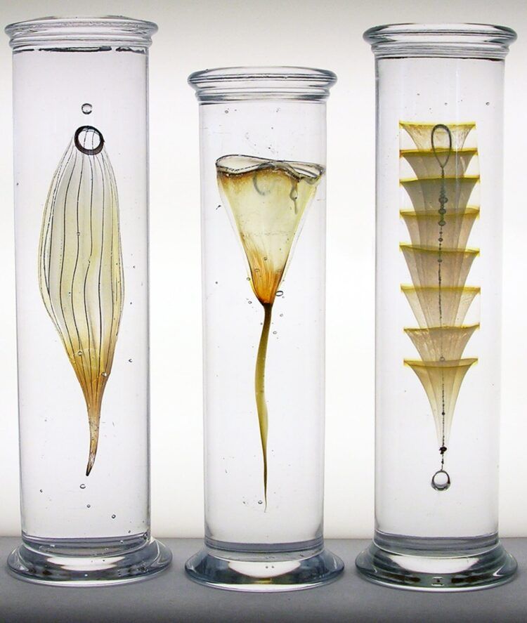 Exquisite Marine Life Specimens Imagined In Glass
