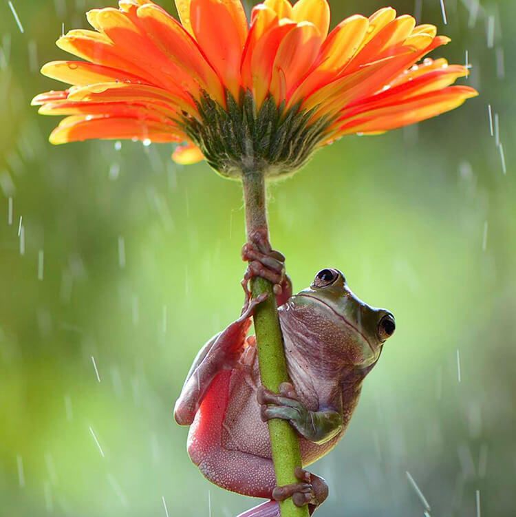 Photographer Spots Frogs Sharing A Sweet Hug In The Rain