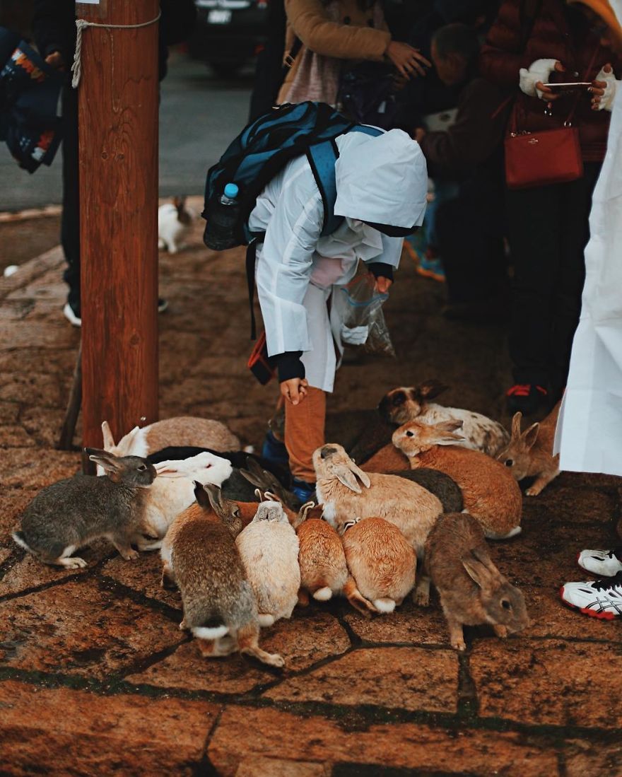 This Japanese Island Is Overrun With Wild Yet Adorable Rabbits