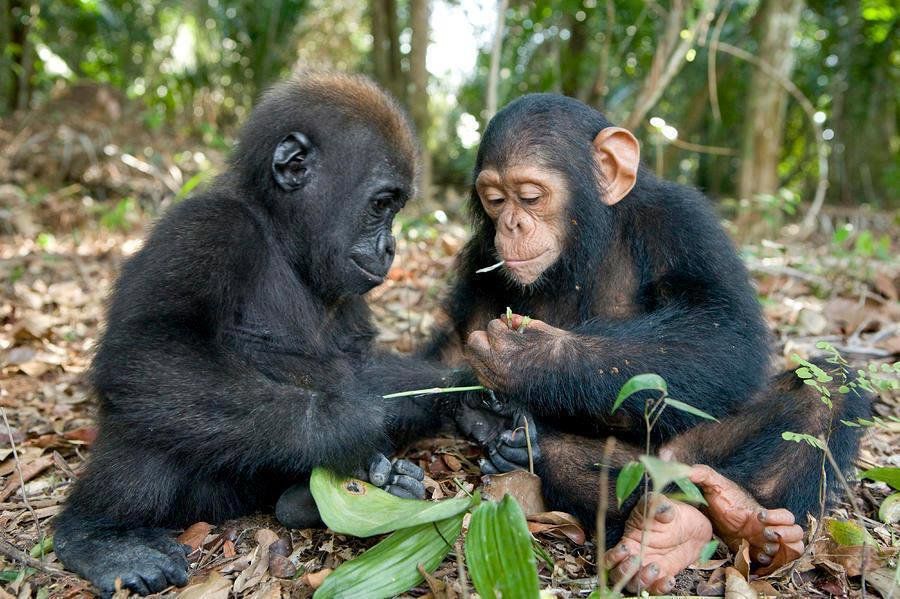 Photographer Captures Baby Gorilla And Baby Chimpanzee Build A Special Bond