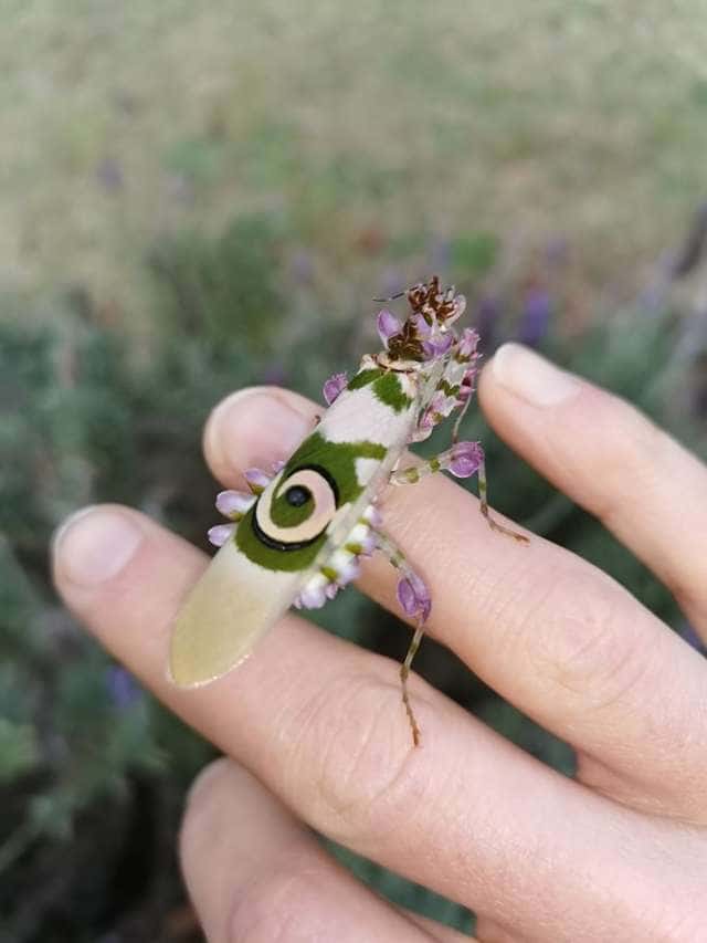 Woman Finds An Incredible Bug That Looks Like A Walking Flower