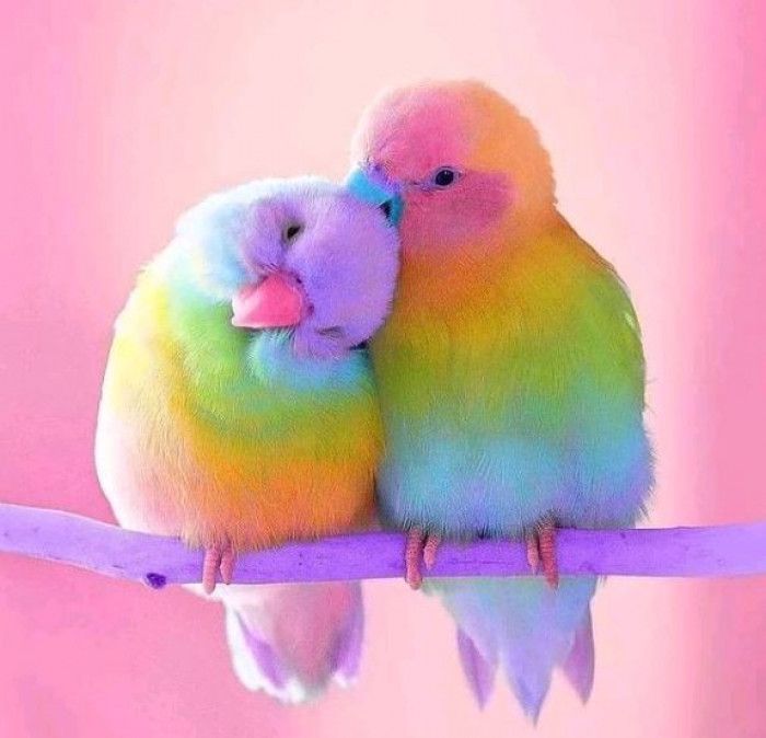 You’ll Fall In Love With The Beautiful Pastel Hues Of These Rose-Faced Love Birds
