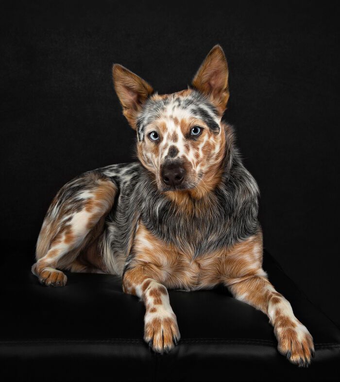 Award-Winning Texan Dog Photographer Shows Heartwarming Beauty And Resilience Of Deaf Dogs