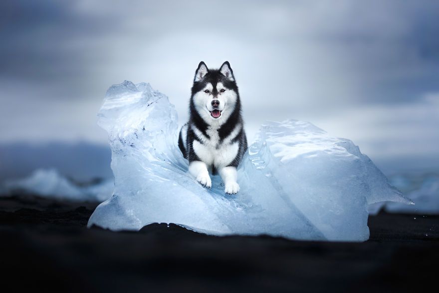 This Photographer Took Some Breathtaking Photos Of Adventurous Dogs