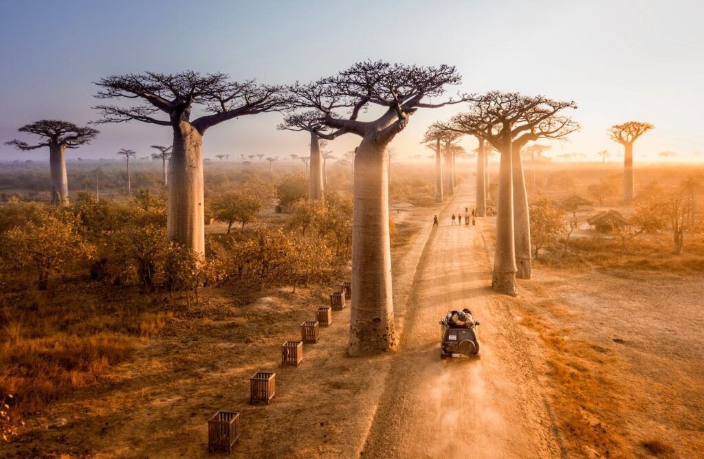 21 Must-See Stunning And Distinctive Trees And Forests