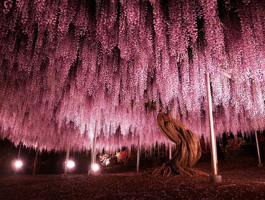 16 Of The Most Magnificent Trees Around The World That Remind You How Amazing Nature Is