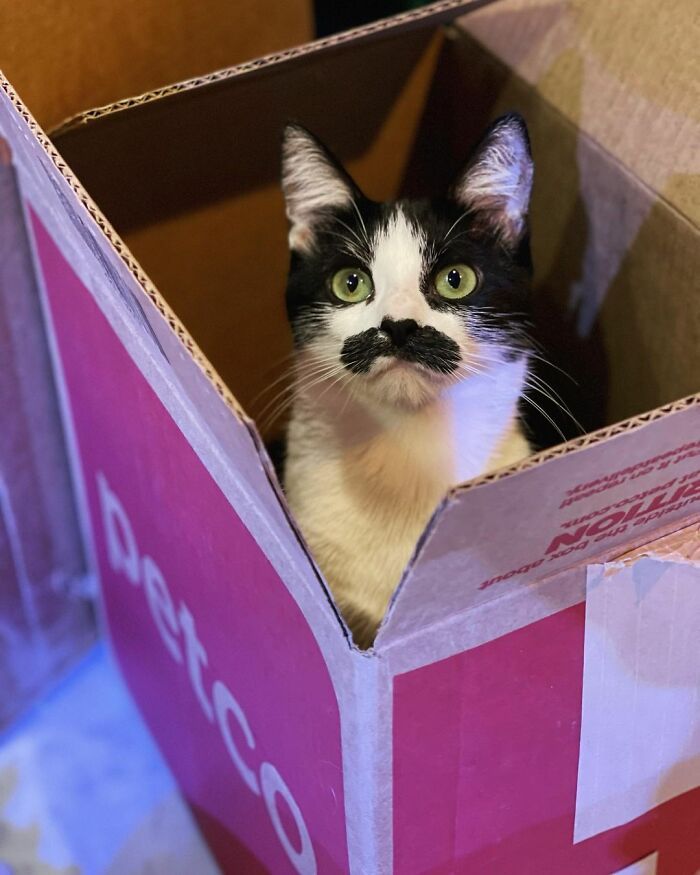 Cat Born With A Mustache Gets Adopted By Adoring Owner And Becomes Famous