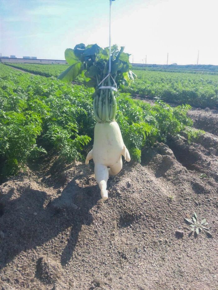 50 Amazing Pictures Show Pareidolia In Vegetables And Fruits