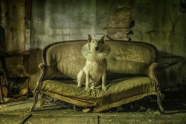 This Guy Explored Abandoned Places With His Dog