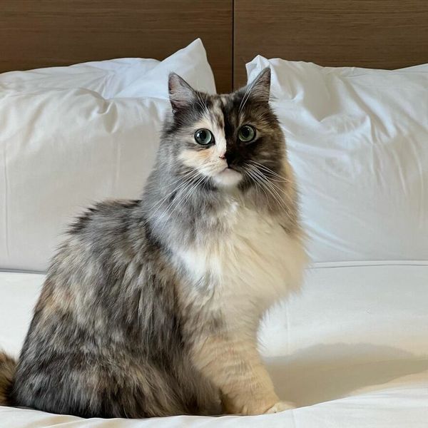 Meet This “Two-Faced” Cat Named Geri That Has Stolen Everyone’s Hearts On The Internet